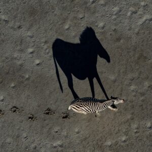 famous african wildlife photographers - Zebra Shadow