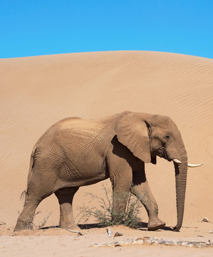 desert elephant