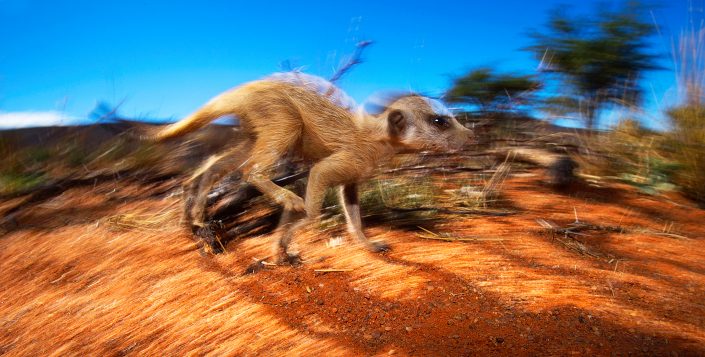 meerkat photo safari - a meerkat running