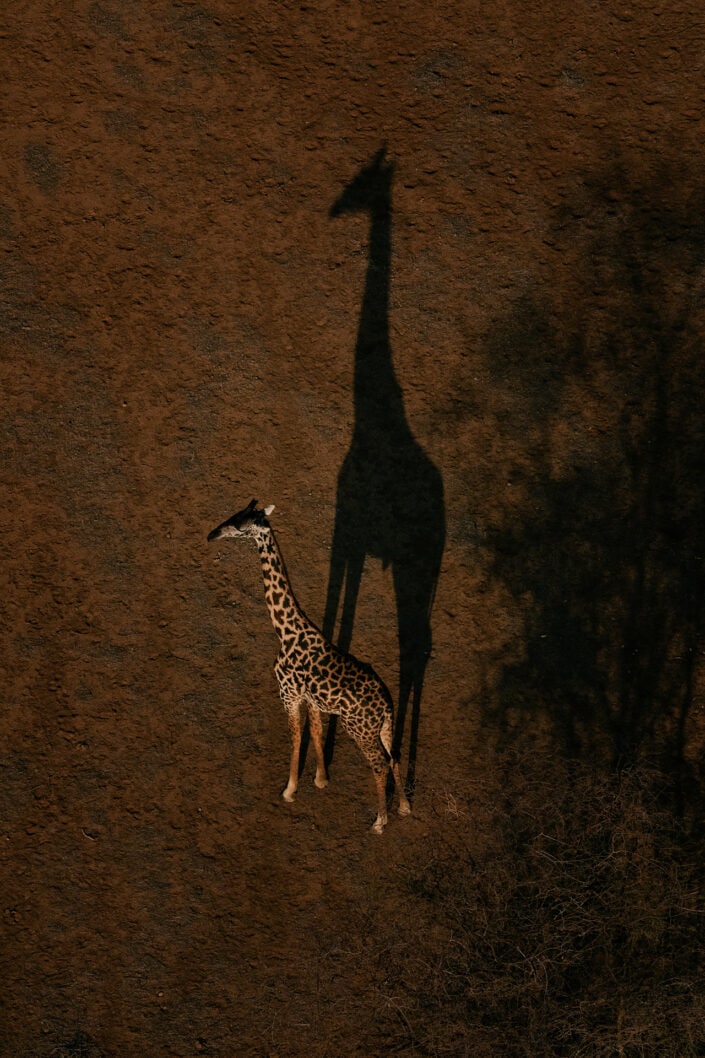 avant-garde wildlife photography
