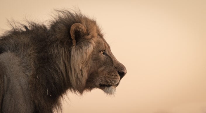 wildlife portrait - The King