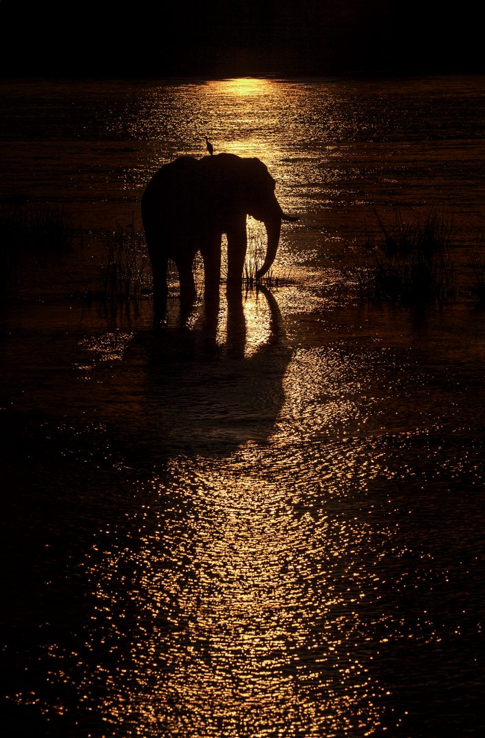wildlife silhouette photography - Mana Crossing
