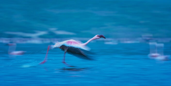 flamingo photo safari