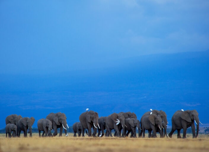 animals in their environment - Elephants and Egrets