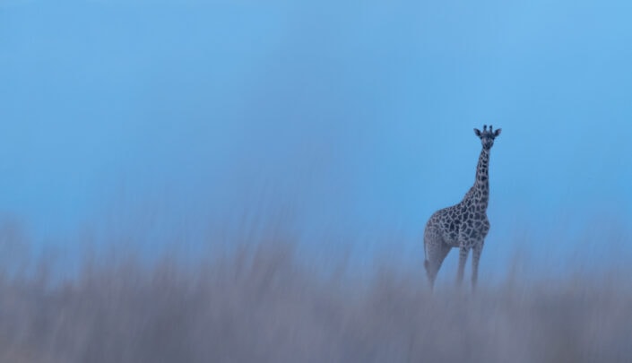 creative wildlife photography - Lone Giraffe