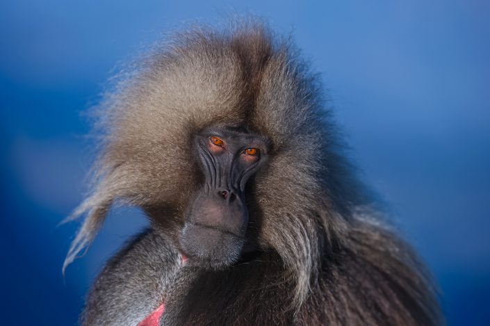 wildlife portrait photography - Portrait of a Gelada
