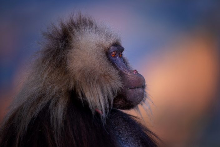 wildlife portrait photo - Gelada King