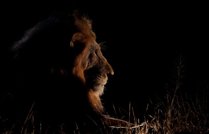 luxury south africa photo safari