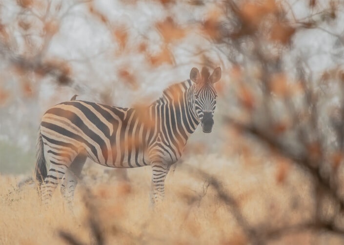 zebra photo