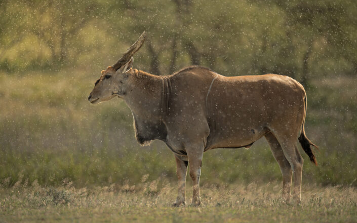 maasai mara photography
