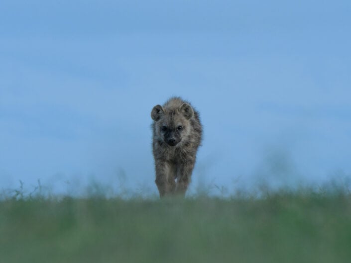 mara predator safari