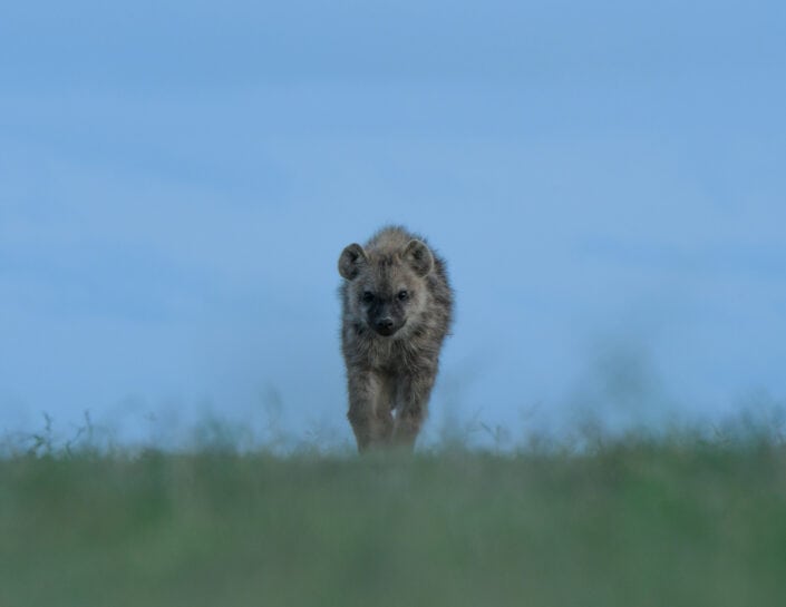 mara predator safari
