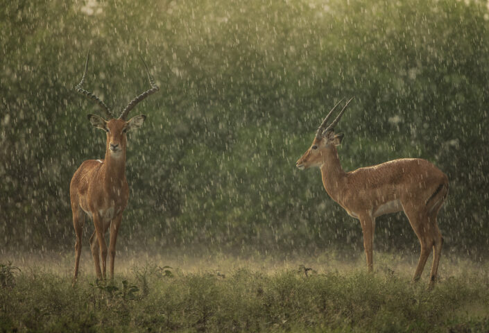 masai mara photo
