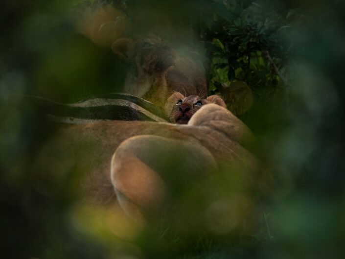 maasai mara predator safari lion cub
