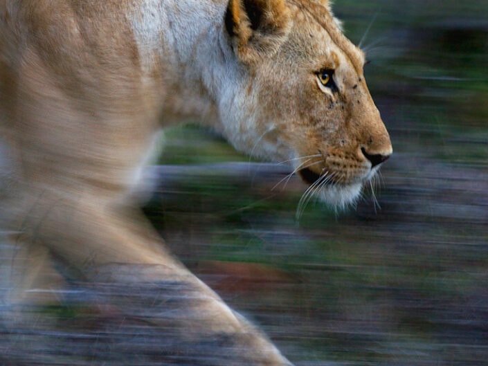 Maasai Mara photo safari - lioness