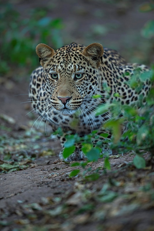 Mashatu photo safari - leopard