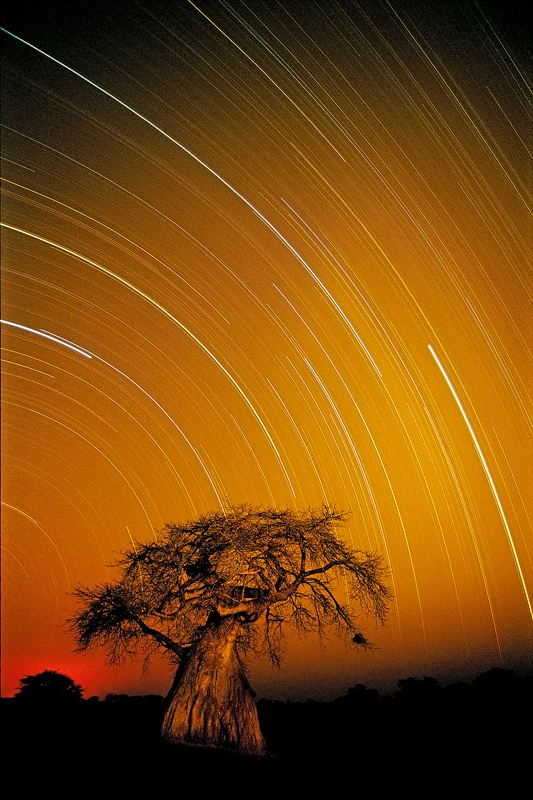 ruaha photographic safari - baobab startrail