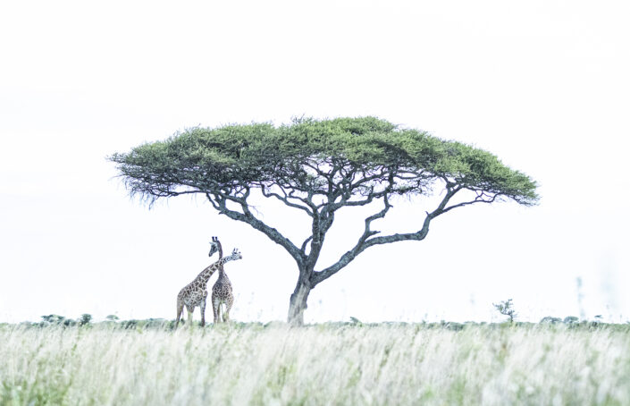 high key wildlife photo - Giraffes Beneath the Acacia (2)