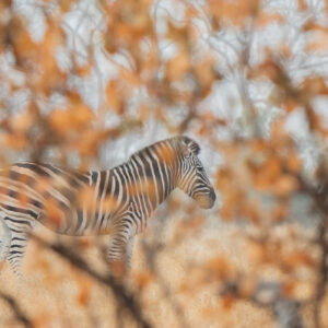 zebra photo print