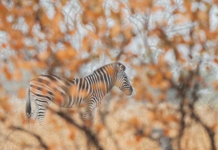zebra photo print