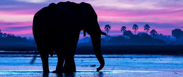 An elephant at sunrise - photographed on a Botswana photo safari, by African wildlife photographer Greg du Toit.
