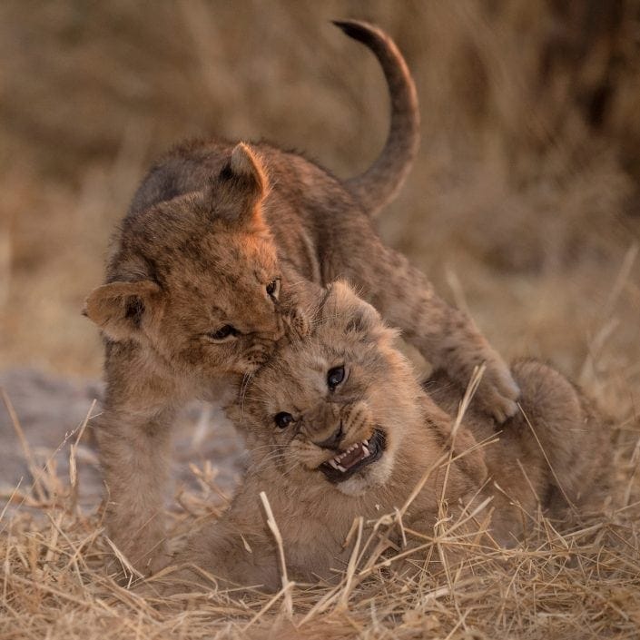 Okavango Delta photo safari - two lion cubs play