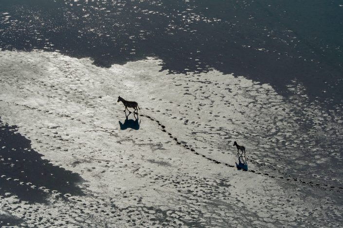 A zebra leads he foal across the salt pans of Botswana.