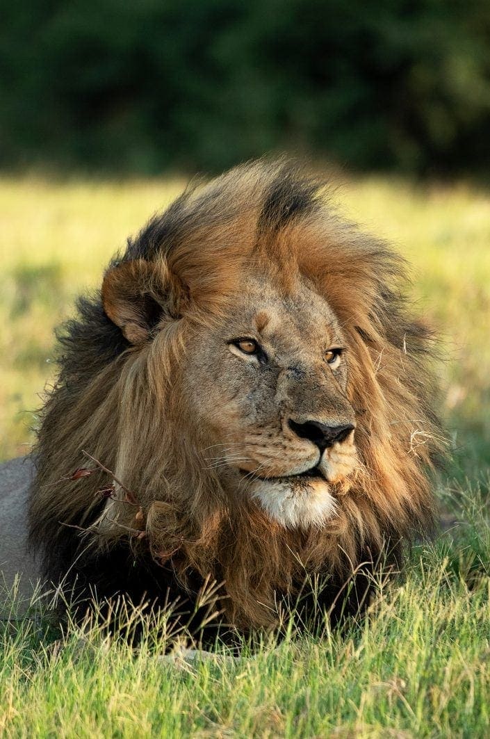 A male lion - big cat photo safari