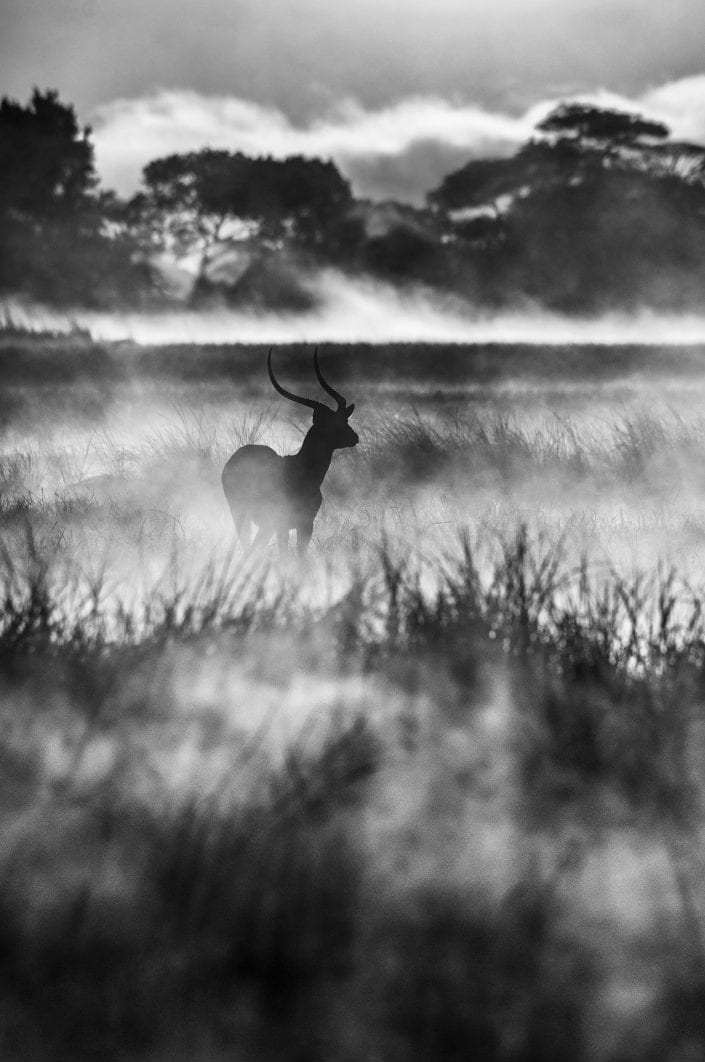 black and white wildlife photography - Lone Lechwe