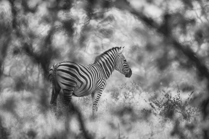black and white zebra