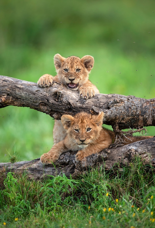 ngorongoro crater photo safari - lion cubs