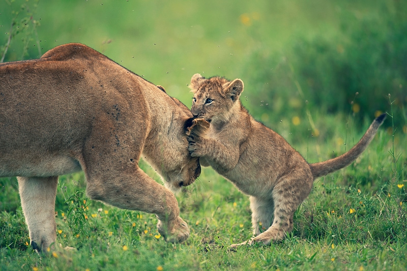 lion cubs photographed on a ngorongoro crater photo safari