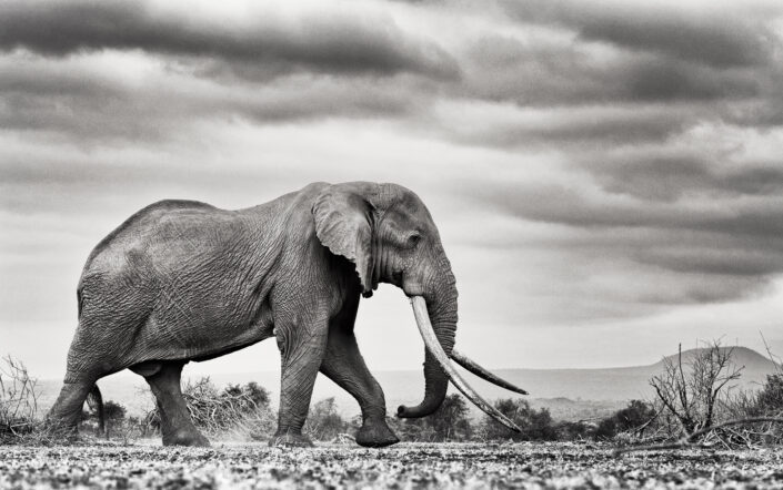 black and white wildlife prints - Tim The Tusker