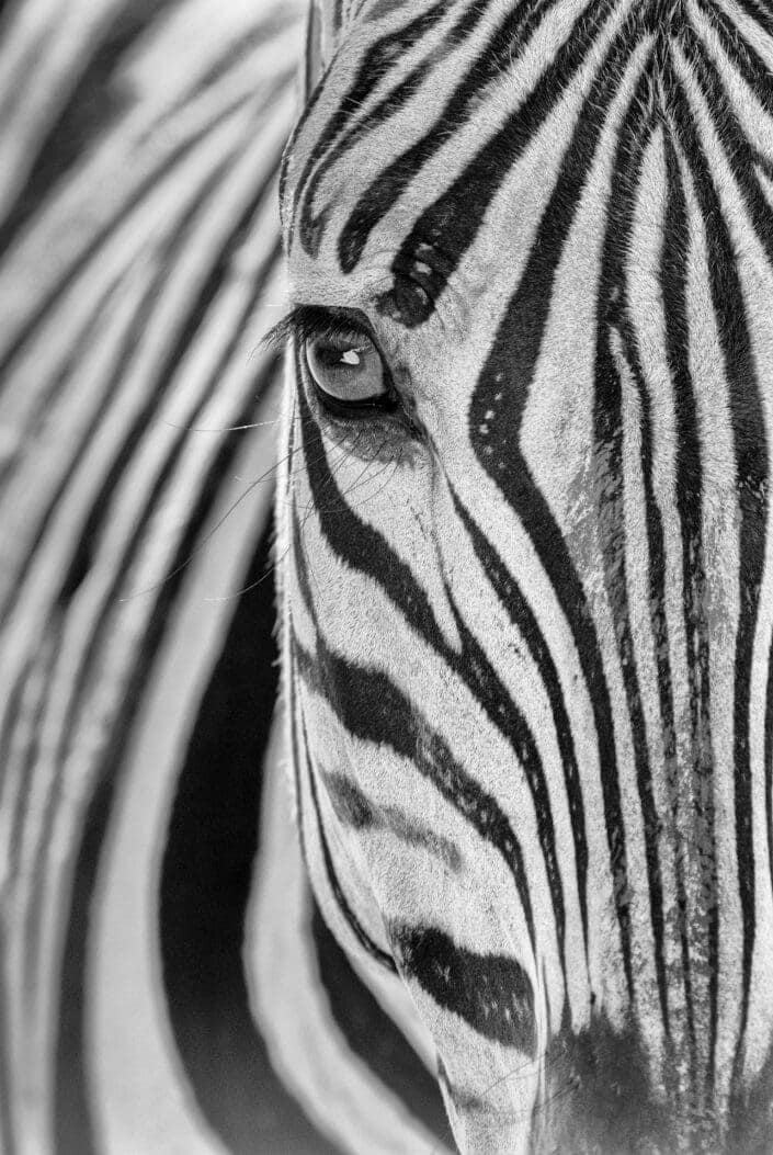 black and white wildlife photographer - Zebra Soul