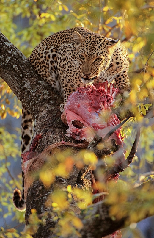 leopard photo safari