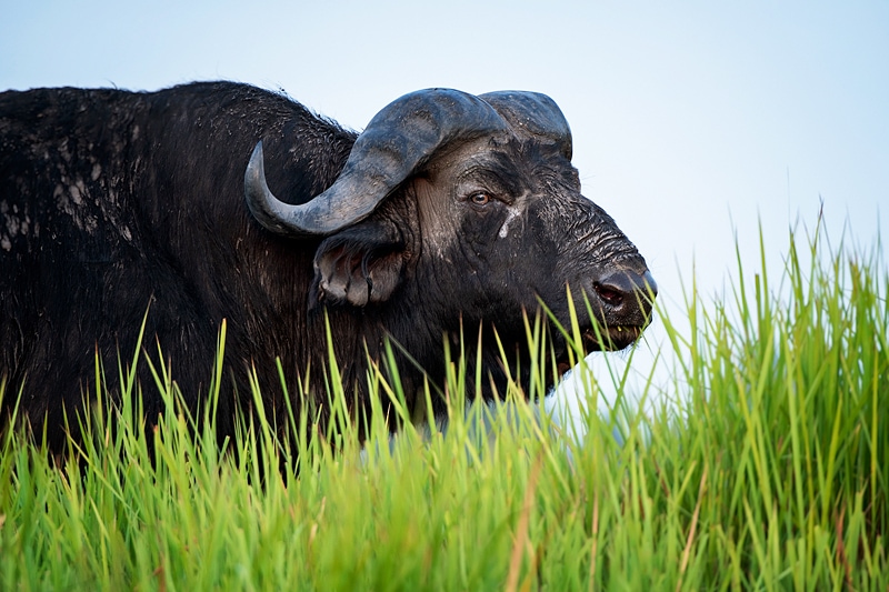 A buffalo bull stands in green grass - photographed on an Okavango Delta photo safari in Botswana, by African wildlife photographer Greg du Toit.