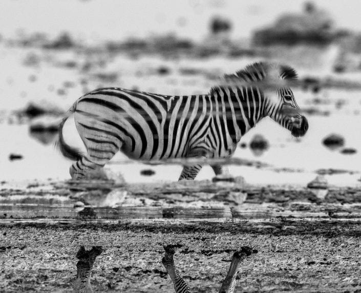 black and white wildlife photographer - Equine Reflections