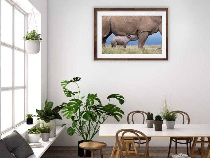 fine art wildlife prints - A baby rhino attempts to suckle.