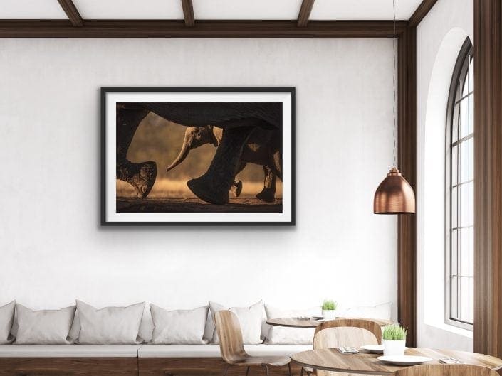 African wildlife prints - a baby elephant