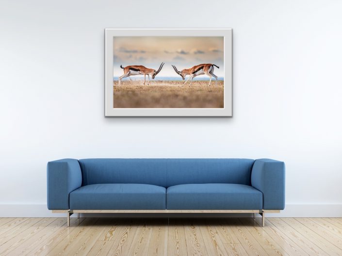 african wildlife prints for sale - gazelles fighting