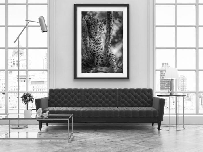 fine art wildlife prints - a black and white portrait of a leopard