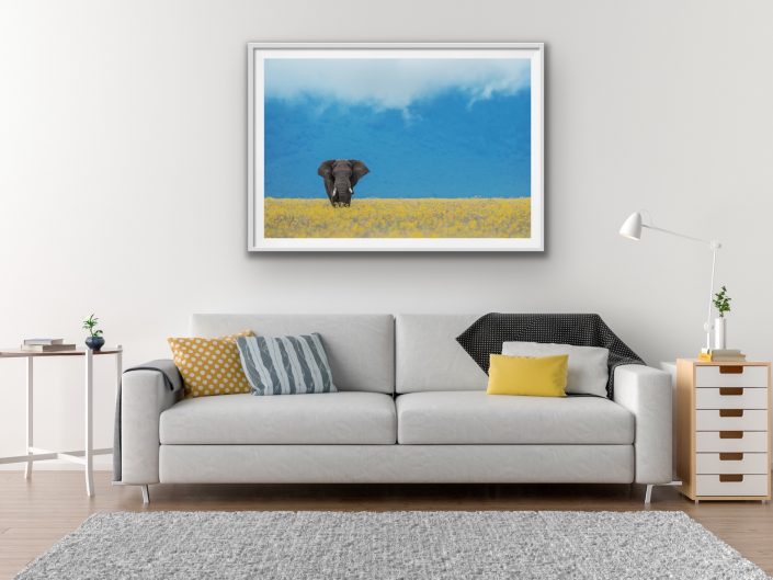 fine art wildlife photography - elephant standing in a field of flowers.