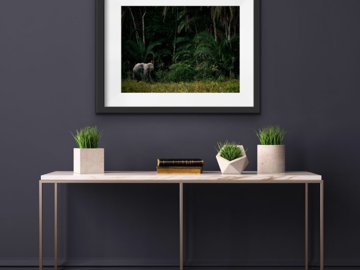 fine art wildlife photography- elephant in the jungle.