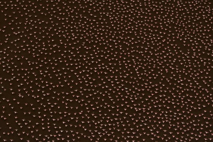 fine art wildlife photographer - Flamingo Flurry