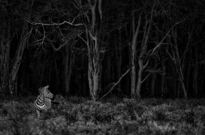 fine art black and white photography - zebra