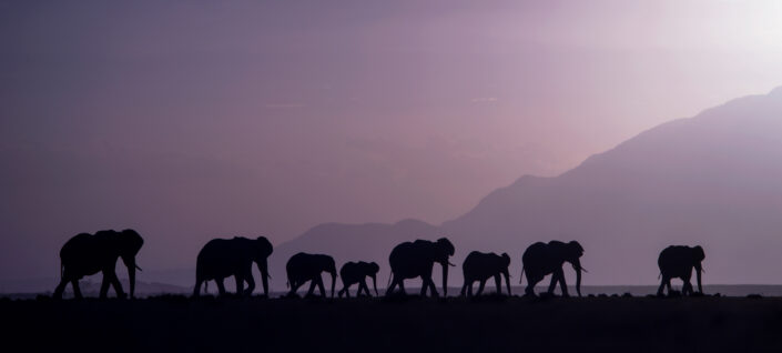 panoramic photo prints - Elephant Parade