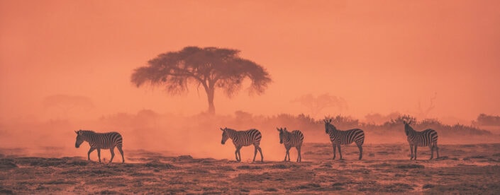 panoramic wildlife photographer - African Dream