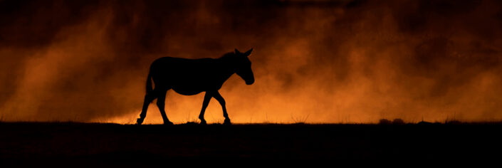 panoramic wildlife photographer Africa - Zebra in the Dust