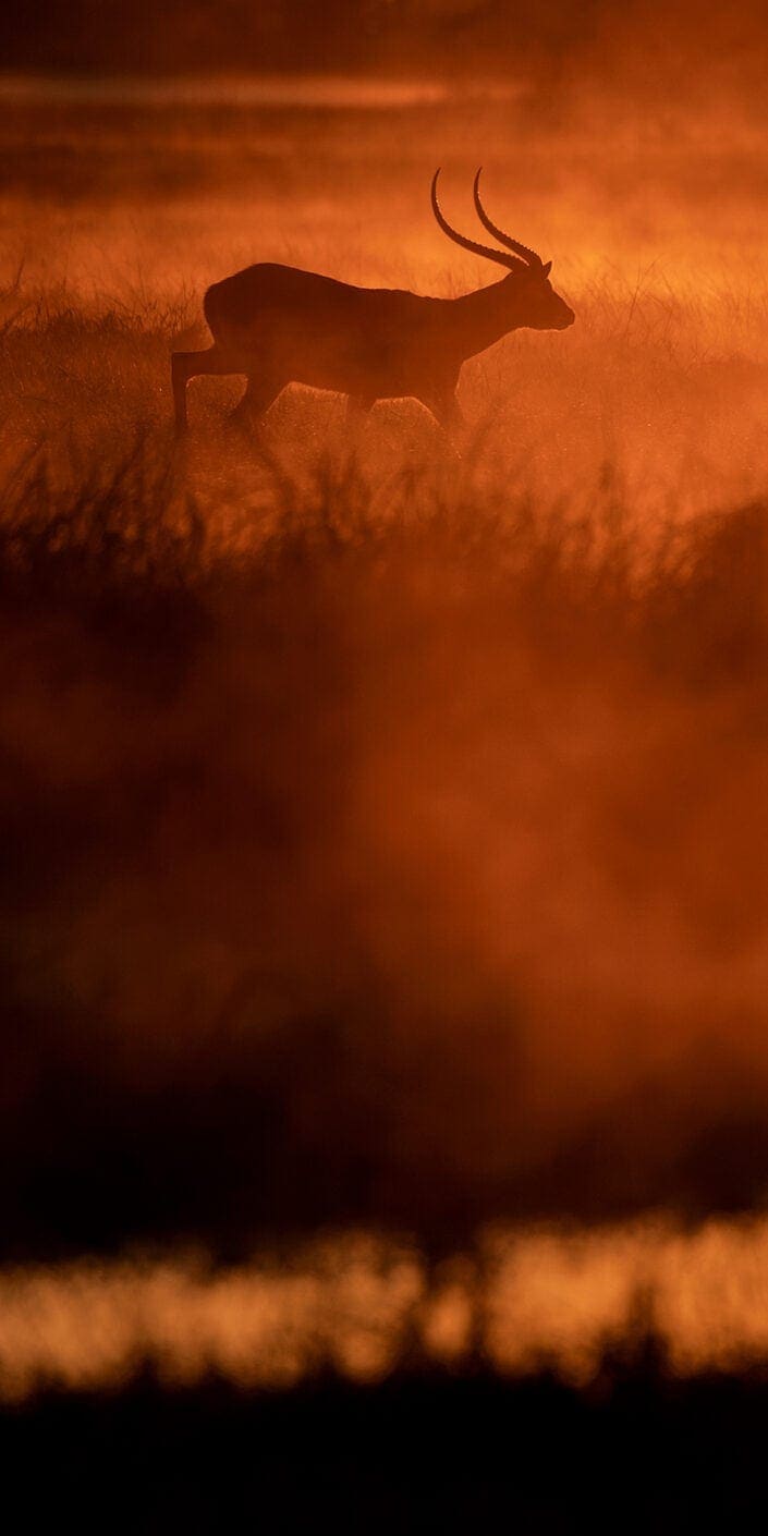panoramic wildlife prints - Dawn Lechwe