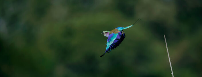 panoramic wildlife prints - Royal Roller